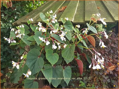 Begonia grandis subsp. evansiana var. alba