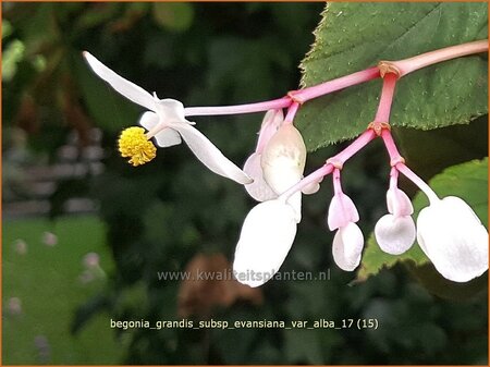 Begonia grandis subsp. evansiana var. alba