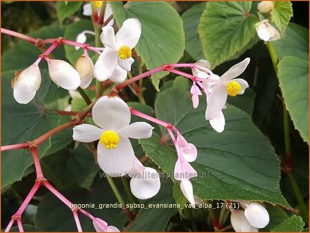 Begonia grandis subsp. evansiana var. alba