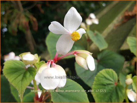 Begonia grandis subsp. evansiana var. alba