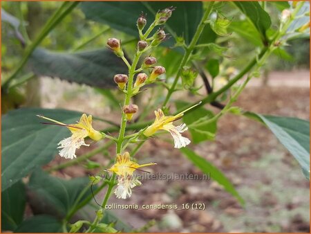 Collinsonia canadensis