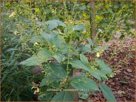 Collinsonia canadensis