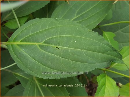 Collinsonia canadensis