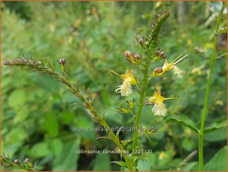 Collinsonia canadensis