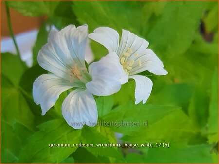 Geranium nodosum &#39;Wreighburn House White&#39;
