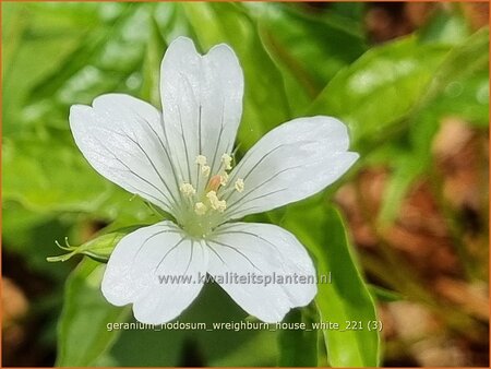 Geranium nodosum &#39;Wreighburn House White&#39;