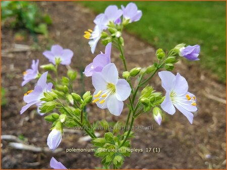 Polemonium caeruleum &#39;Hopleys&#39;