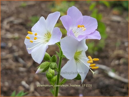 Polemonium caeruleum &#39;Hopleys&#39;