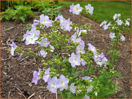 Polemonium caeruleum &#39;Hopleys&#39;