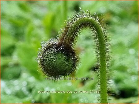 Papaver nudicaule &#39;Pop-up Yellow&#39;