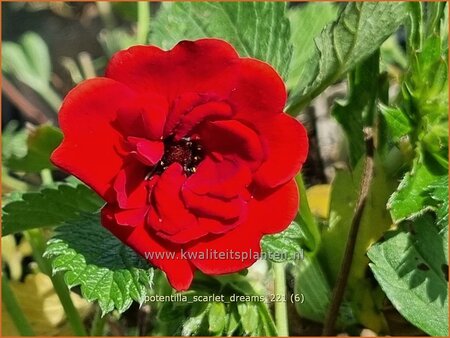 Potentilla 'Scarlet Dreams'
