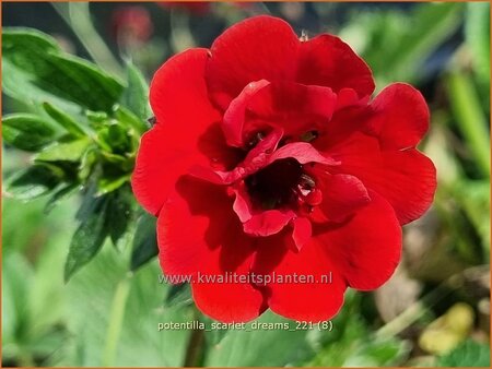 Potentilla 'Scarlet Dreams'