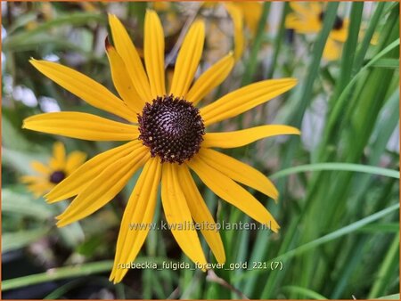 Rudbeckia fulgida 'Forever Gold'