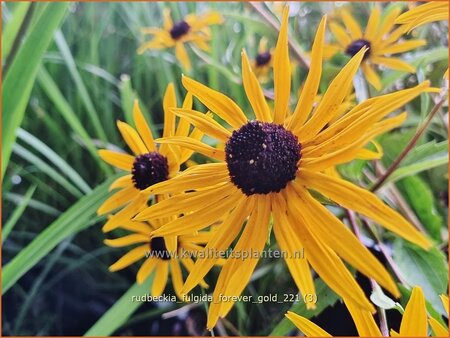 Rudbeckia fulgida 'Forever Gold'