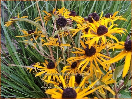 Rudbeckia fulgida 'Forever Gold'