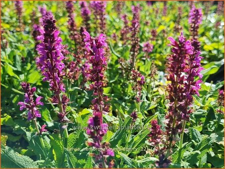Salvia nemorosa 'Bumbleberry'