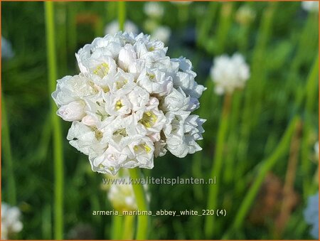 Armeria maritima &#39;Armada White&#39;