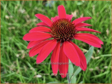 Echinacea purpurea &#39;Prima Ruby&#39;