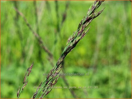 Molinia arundinacea &#39;Les Ponts de Cé&#39;