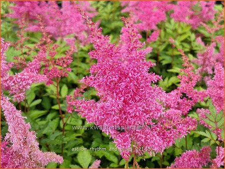 Astilbe &#39;Rhythm and Blues&#39;