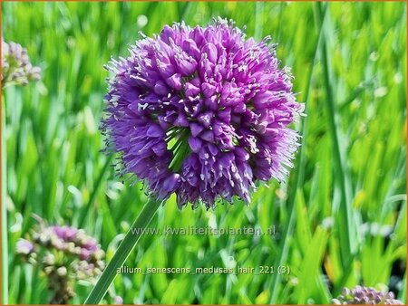 Allium senescens 'Medusa's Hair'