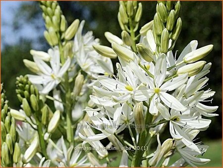 Camassia leichtlinii 'Alba' (pot 11 cm)