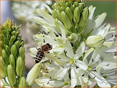 Camassia leichtlinii 'Alba' (pot 11 cm)