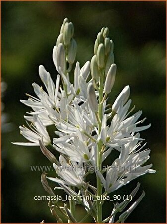Camassia leichtlinii 'Alba' (pot 11 cm)