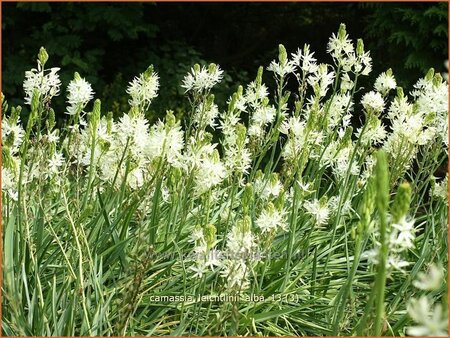 Camassia leichtlinii 'Alba' (pot 11 cm)