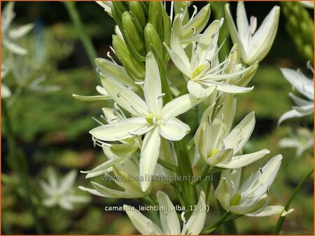 Camassia leichtlinii 'Alba' (pot 11 cm)