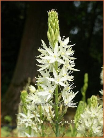 Camassia leichtlinii 'Alba' (pot 11 cm)