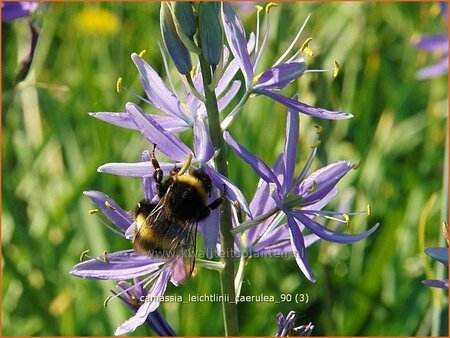 Camassia leichtlinii &#39;Caerulea&#39; (pot 11 cm)