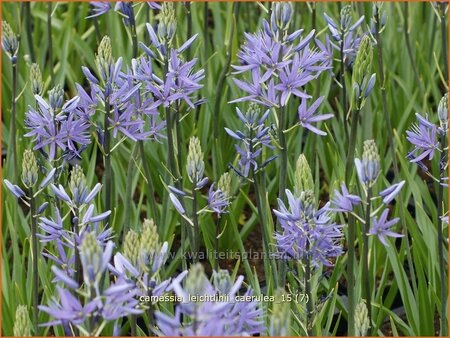 Camassia leichtlinii &#39;Caerulea&#39; (pot 11 cm)