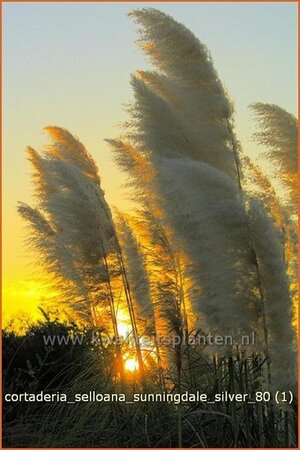 Cortaderia selloana &#39;Sunningdale Silver&#39; (pot 11 cm)