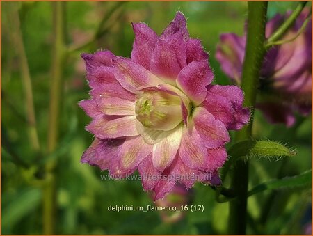 Delphinium &#39;Flamenco&#39; (pot 11 cm)