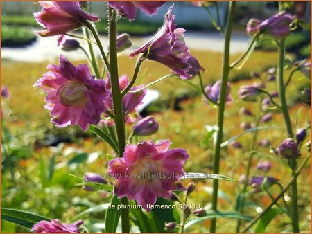 Delphinium &#39;Flamenco&#39; (pot 11 cm)