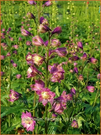 Delphinium &#39;Flamenco&#39; (pot 11 cm)