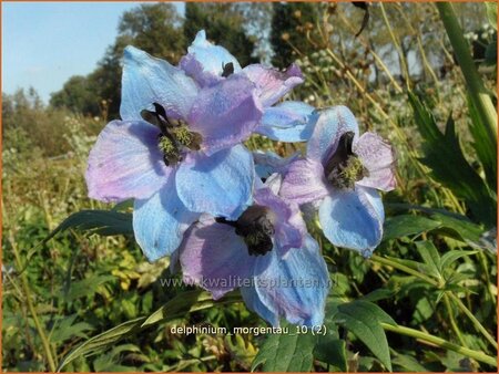 Delphinium 'Morgentau' (pot 11 cm)