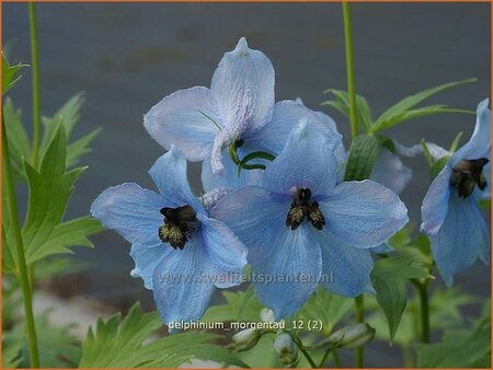 Delphinium &#39;Morgentau&#39; (pot 11 cm)