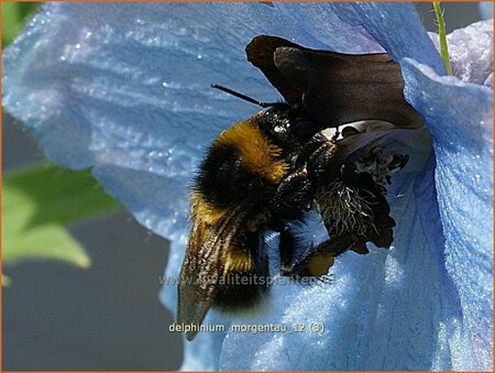 Delphinium &#39;Morgentau&#39; (pot 11 cm)