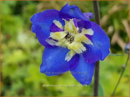 Delphinium &#39;Yellow Pearl&#39; (pot 11 cm)