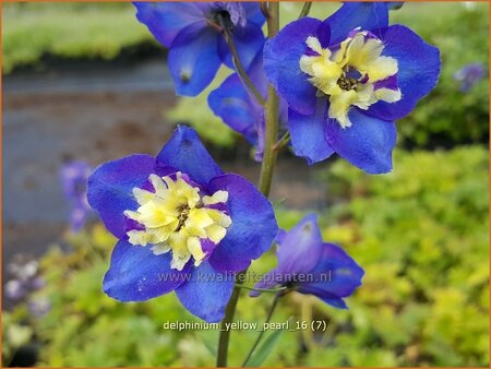 Delphinium &#39;Yellow Pearl&#39; (pot 11 cm)