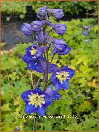 Delphinium &#39;Yellow Pearl&#39; (pot 11 cm)