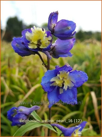 Delphinium &#39;Yellow Pearl&#39; (pot 11 cm)