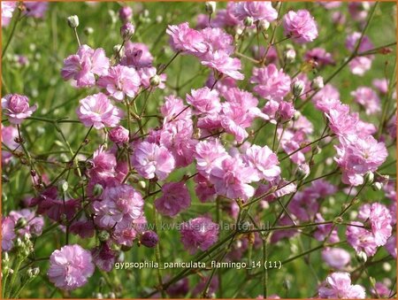 Gypsophila paniculata &#39;Flamingo&#39; (pot 11 cm)