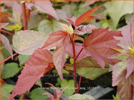 Hibiscus moscheutos 'Kopper King' (pot 11 cm)