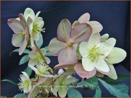 Helleborus nigercors 'Candy Love' (pot 11 cm)