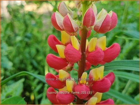 Lupinus &#39;Tequila Flame&#39; (pot 11 cm)