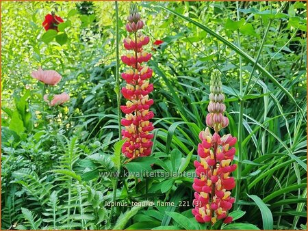 Lupinus &#39;Tequila Flame&#39; (pot 11 cm)