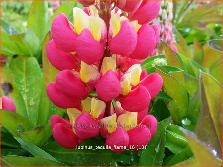 Lupinus &#39;Tequila Flame&#39; (pot 11 cm)